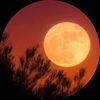 newharvestmoon